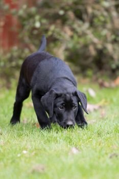 Black Labrador puppy in the garden