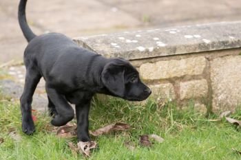 Black Labrador puppy 