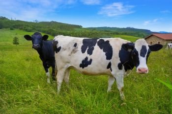 Friesian cows in Asturias meadow of Spain