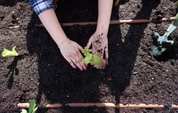 Gril hands planting lettuce in orchard urban garden