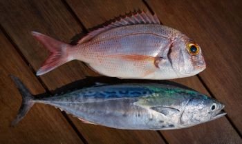 Snapper fish and little tunny tuna fish catch on wooden board