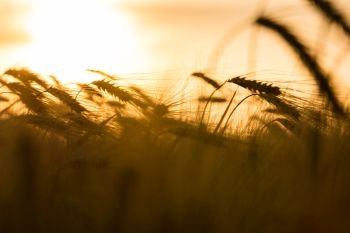 Golden field of barley or wheat crops growing on farm at sunset or sunrise