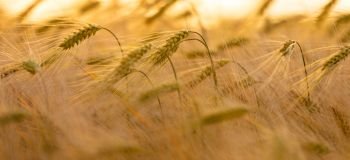 Panoramic, banner, close up of golden field of barley or wheat crops growing on a farm at sunset or sunrise