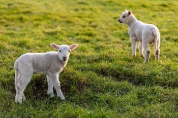 Young spring lambs baby sheep in a green farm field
