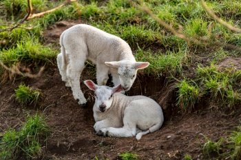 Young baby sheep spring lambs in a green farm field