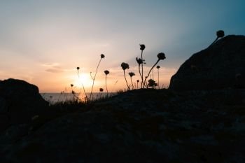 Sunset Nature. grass and flowers as silhouette in front of sunset sky