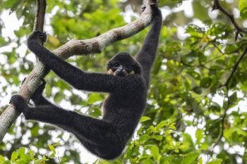 Gibbon in tropical forests in Asia