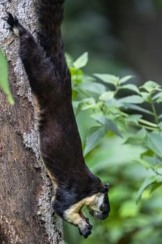 Malayan giant squirrel feeding on bark