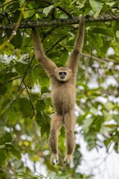 Gibbon hanging from treetop 