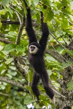 Gibbon feeding in the canopy