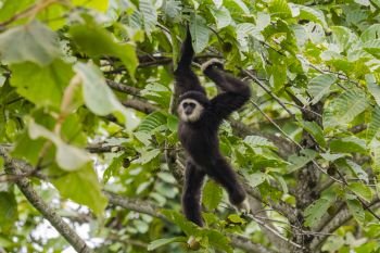 Gibbon searching for fruit in the tree