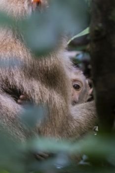 Pig tail macaque baby peering from mother's arms