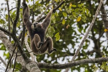Pileated gibbon calling 