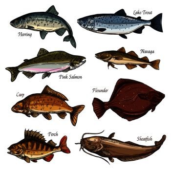 Fresh fish and seafood animals isolated sketch icons. Salmon, perch and trout, carp, flounder and sheatfish, herring and navaga symbols for fishing sport, restaurant menu and fish market design. Sea and freshwater fish animals isolated sketches