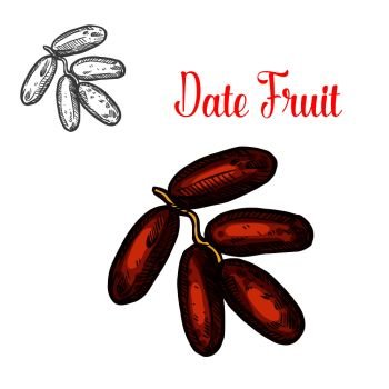 Dates tropical fruit sketch. Vector botanical design of date palm fruit branch for farm fruit market, juice or jam package. Dates vector sketch tropical fruit