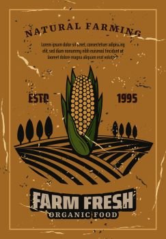 Corn harvest, retro style vector. Natural farming and agriculture harvest. Organic corncob or vegetarian and vegan vegetable food on plant fields with trees. Corn vegetable harvest, retro vector