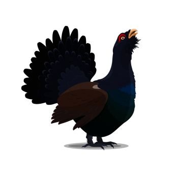 Grouse bird cartoon icon. Vector isolated wild forest blackcock bird for zoo, zoology or hunting open season theme. Cartoon grouse wild bird, vector