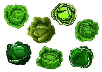 Fresh cabbage vegetables with sappy green leaves isolated on white background, for agriculture or vegetarian food concept design. Fresh isolated green cabbage vegetables