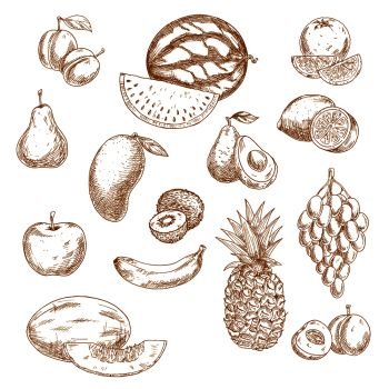 Vintage sketches of whole and halved fresh garden and tropical fruits with bunch of grape, orange, lemon, apple, peach, pear, mango, avocado, banana, pineapple, kiwi, watermelon, plum and melon. Retro drawing icons for recipe book, vegetarian menu, agriculture design. Whole and halved fresh fruits vintage sketch icons