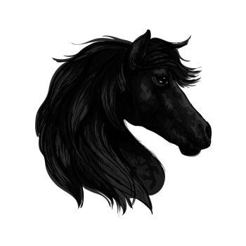 Raven horse head profile portrait. Black mustang with long wavy mane and thoughtful pensive eyes. Black horse head profile portrait