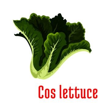 Fresh cos lettuce icon with bunch of romaine lettuce with green leaves. Organic farming, vegetarian salad recipe, food packaging design. Fresh green lettuce icon, cartoon style