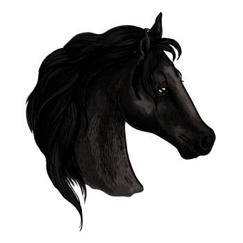 Horse portrait. Black mustang profile with wavy mane and proud noble look. Artistic vector sketch. Black horse head sketch portrait