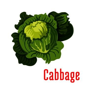 Cabbage vegetable icon. Vector isolated green leafy cabbage. Fresh farm food product element for sticker, grocery shop, store element. Cabbage vegetable vector icon