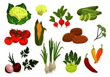 Farm vegetables isolated vector icons. Vegetarian farm vegetable products. Cauliflower, tomato and onion, corn and parsley, leek and radish, potato, kohlrabi, zucchini, dill, chili pepper elements for grocery store. Farm vegetables isolated flat icons