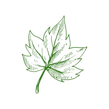 Acer or maple leaf isolated eco plant sketch. Vector organic leafage, plant element, Japanese maple. Green organic leaf isolated maple tree element