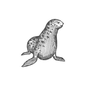 Seal animal marine walrus isolated sketch icon. Vector New Zealand fur-seal, nautical aquatic creature, sea australian aquatic mammal. Pinniped seal, Arctocephalus in Otariidae, eared otariid otary. Pinniped seal fur-seal sea animal isolate sketch