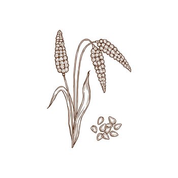 Common millet proso broomcorn isolated monochrome icon. Vector hog Kashfi millet plant and grains. Ripen wheat seeds, cereal crop, organic food, gluten free product, porridge ingredient superfood. Broomcorn millet plant and grains isolated icon