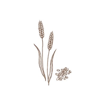 Wheat or rye spikes, spelta dinkel or hulled wheat plant and grains grains isolated monochrome icon. Vector agriculture and cultivation, organic farming crop. Creal rye spikes, flour ingredient. Rye spikes what cereal grains isolated plant icon