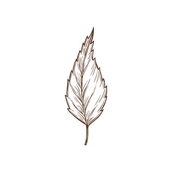 Sketch birch leaf, vector autumn foliage, fallen tree leaf of brown color with streaks and notches, hand drawn design element, natural object isolated on white background. Sketch birch leaf, vector autumn engraved foliage