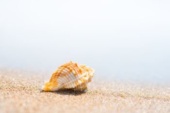 Macro shot of beautiful shell at sand beach at sea. Can be used as summer vacation background