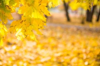 Branch with gold colored maple leaves on yellow autumn park background