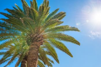 Lush palm trees on bright sun and blue sky background 