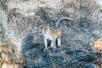 Wild cute monkey sitting on rock. Primate animal in nature wildlife