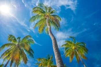 Green palm trees on background of blue sky and white clouds