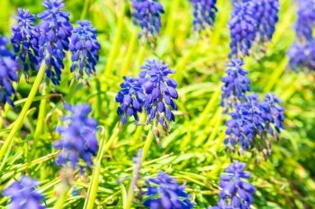 Blue flowers hyacinth blossom, spring flowers bloom