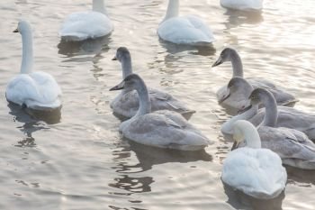 Group of Beautiful white whooping swans swimming in the nonfreezing winter lake. Age birds with their young brood, family concept. Beautiful white whooping swans
