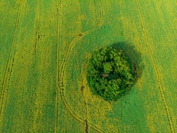 Aerial view of cultivated rapeseed field from drone pov. Aerial view of rapeseed field