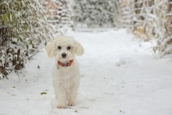 Cute dog Maltese playing outdoor in snow