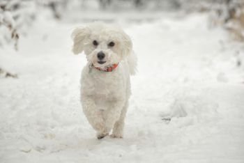 Maltese Dog running in snow on winter park