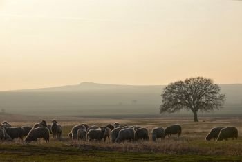 Sheeps near an oak tree in the sunset