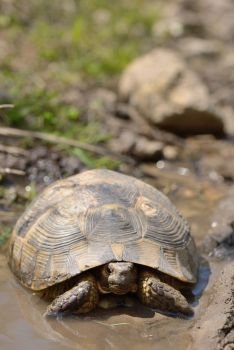 Turtle in natural habitat in Macin, Romania