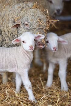 Sheep and lambs in stable in spring time
