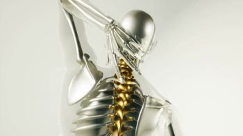 medical science of human spine skeleton bones model with organs. Human Spine Skeleton Bones Model with Organs
