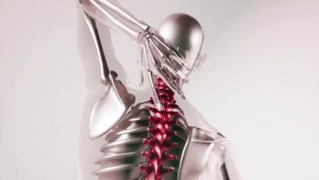 medical science of human spine skeleton bones model with organs. Human Spine Skeleton Bones Model with Organs