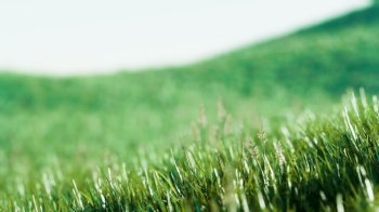 Green fresh grass as a nice background