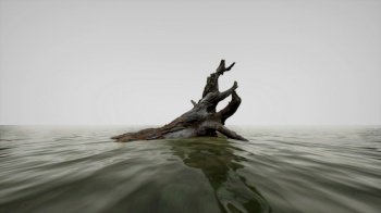 dead tree branches and trunk in the sea